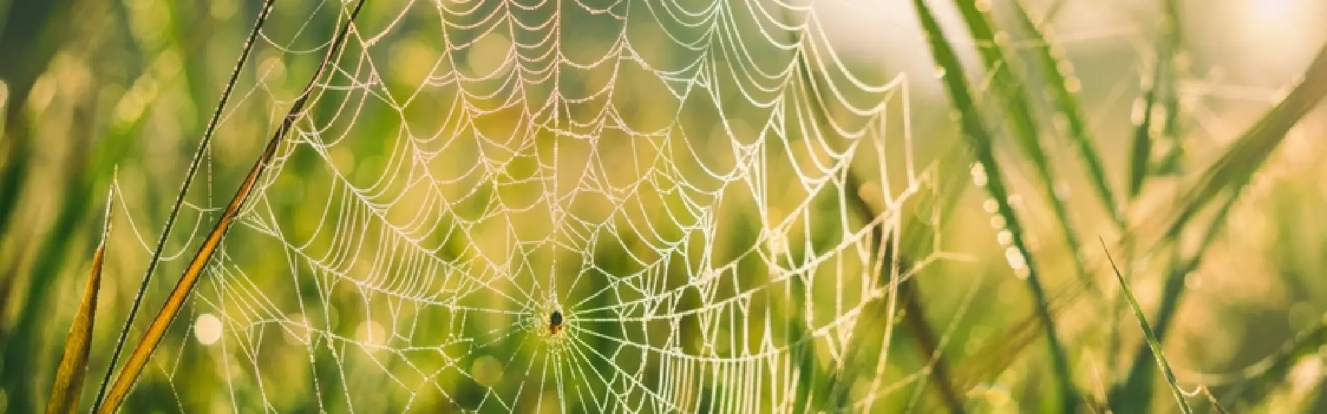 Le netlinking, c’est quoi ?